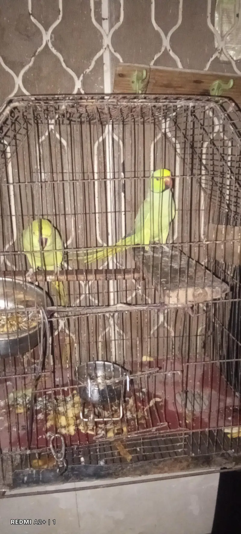 green parrot — photo 2