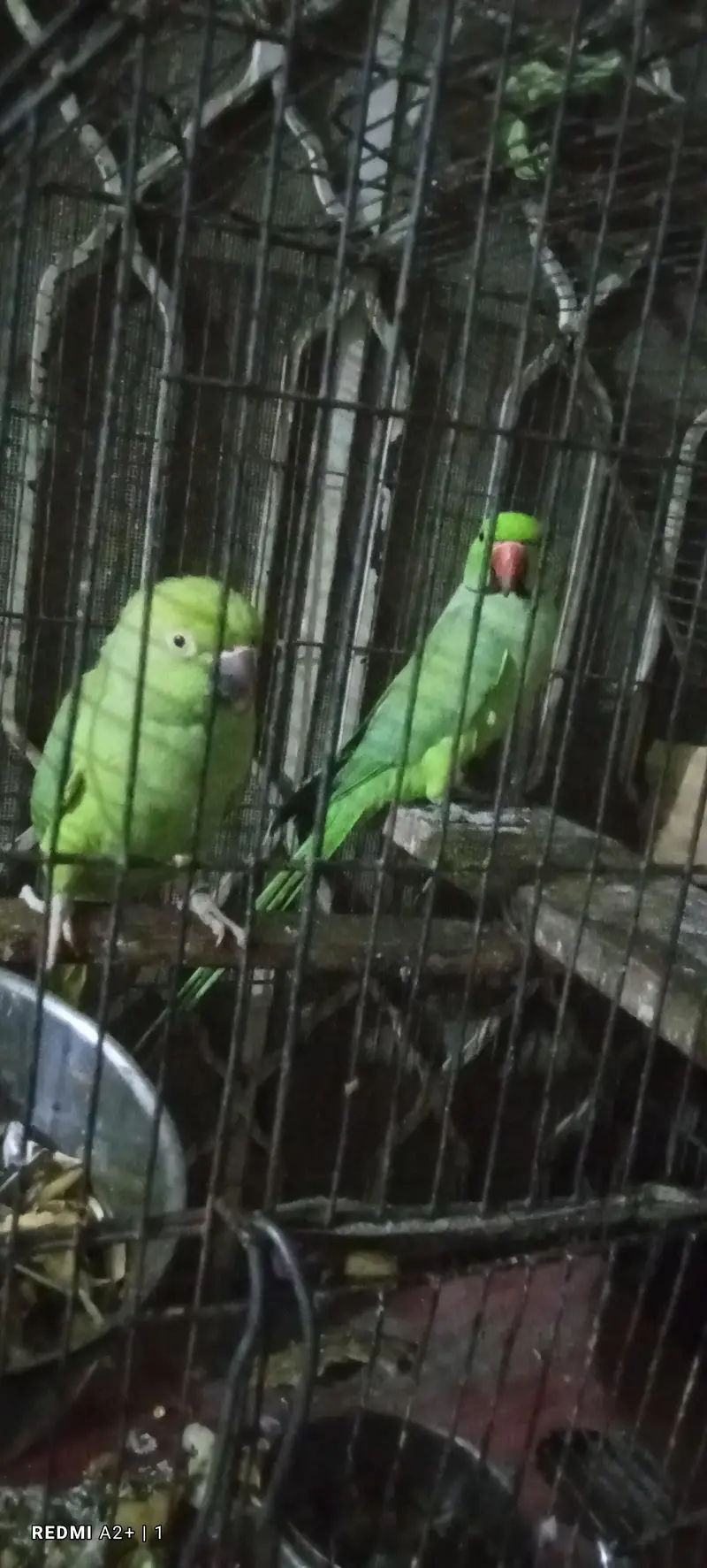 green parrot — photo 3