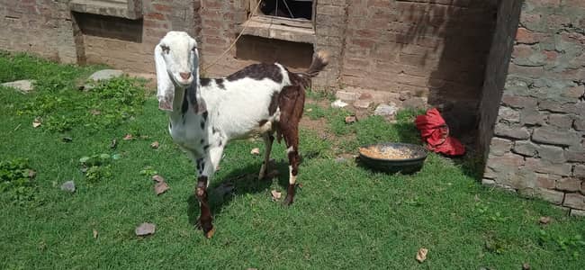 white Healthy Goat Lactating