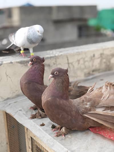 American funtail king size pair