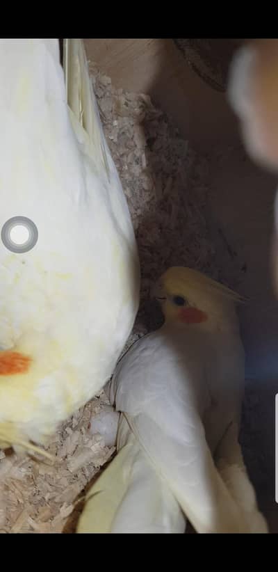 cream cocktail breader pair up for sale