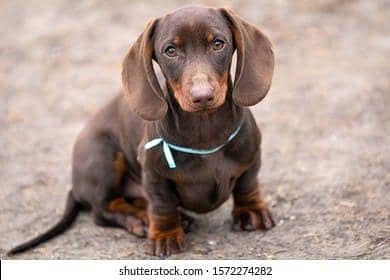 imported dachshund male and cats pair available for sale and exchange.