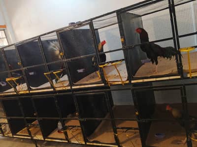 Aseel murga cage for sale