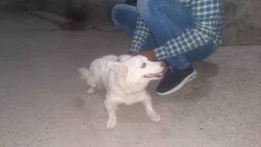 PISTA DOG MALE FOR SALE URGENT Less for serious buyer