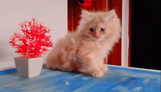 Persian triple coat  high quality female kitten 55 days