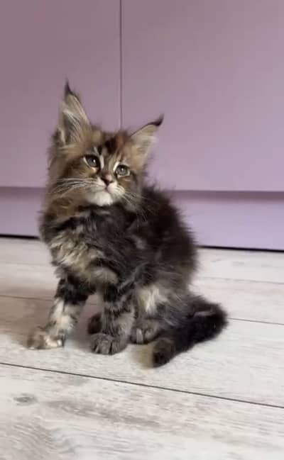 Maine coon