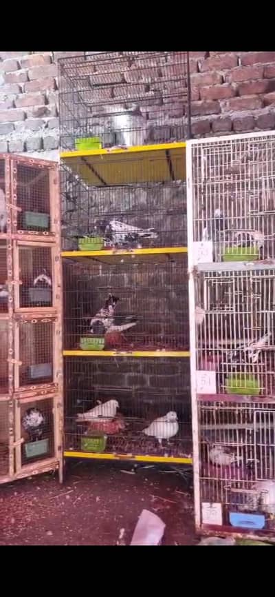 30 joray ha breeder pair