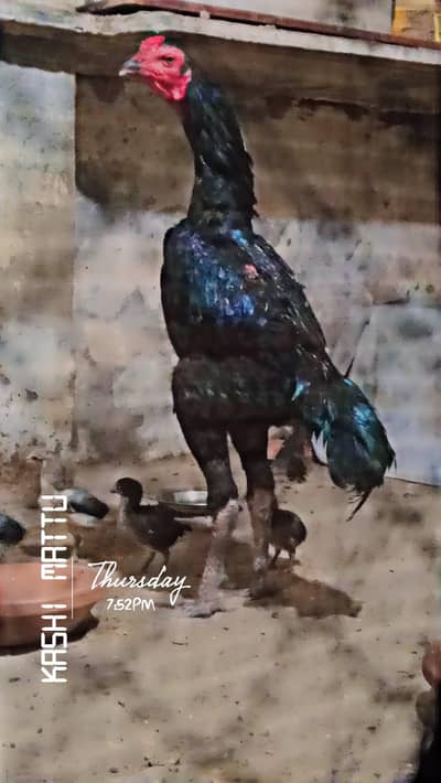 Long hight jettblack thai Patha