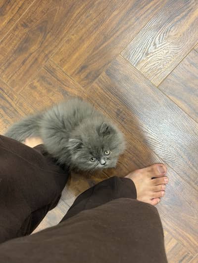 Persian Kitten triple coat semi punch faced