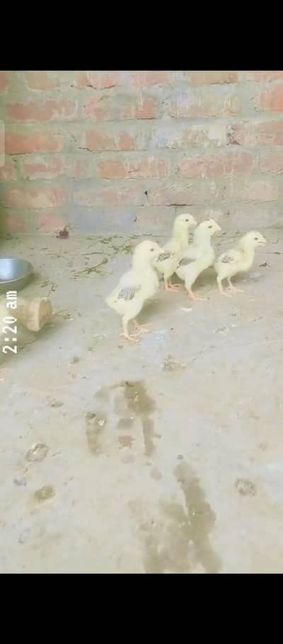 shamo imported breed20 Day