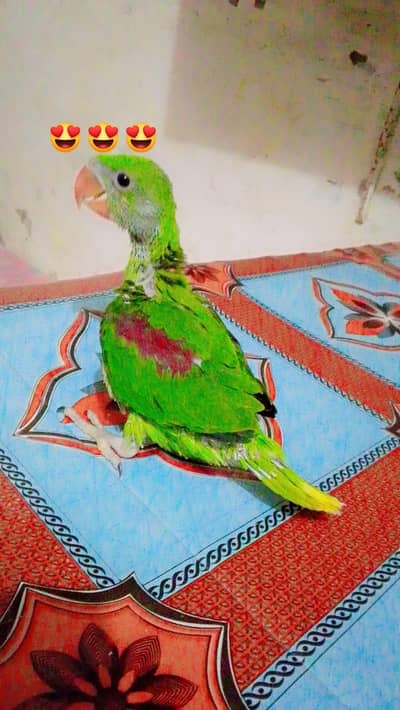 Alexander kashmiri Raw chick jumbo size 03091489914