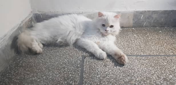 Persian Doll Face Female Cat Full Heavy Tripple Coat