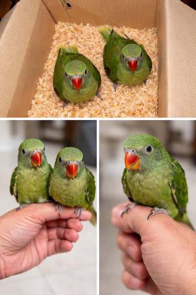 Kashmiri Raw Parrot Babies (2 Months) – Healthy – Urgent Sale
