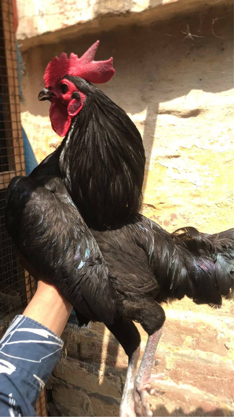 Australorp pair 0