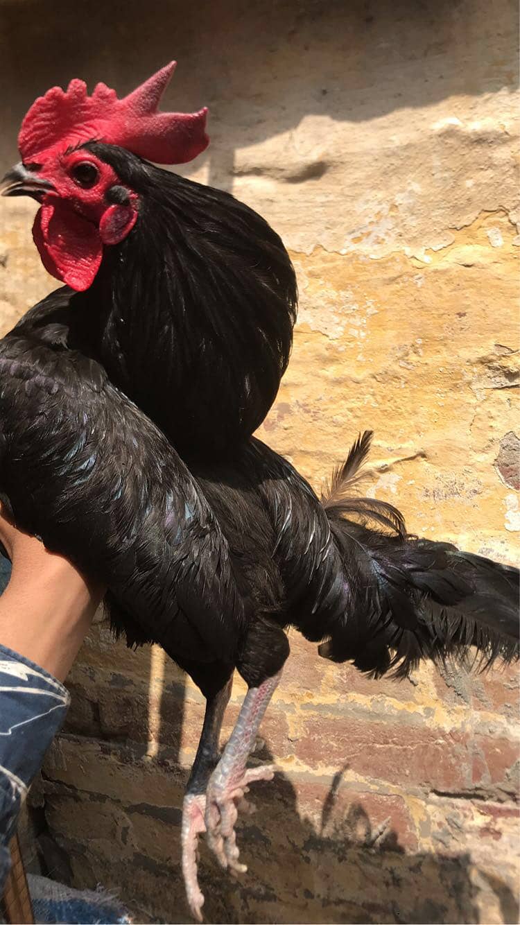 Australorp pair 2