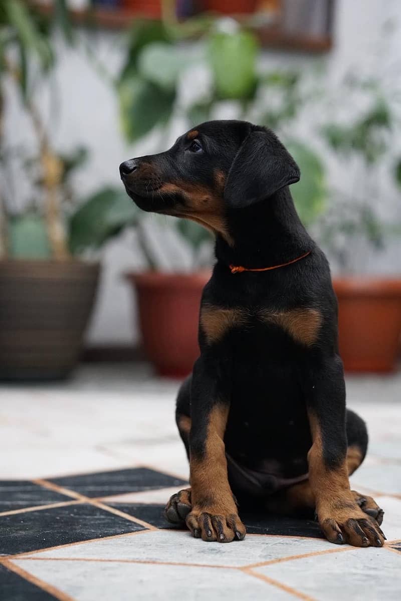 Doberman 3