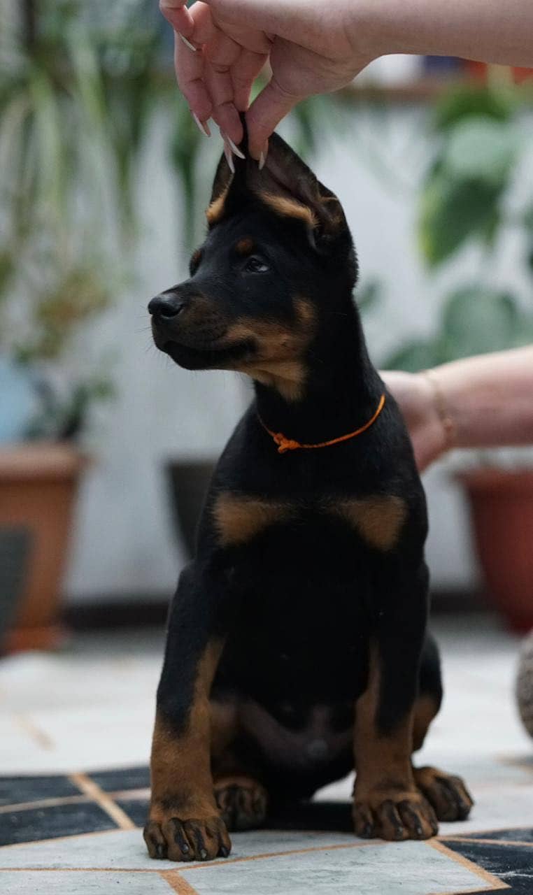 Doberman 5