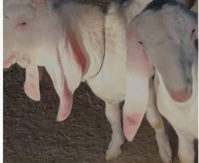 2 Gulabi Nasal Bakre For Sale - Healthy & Strong