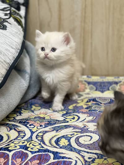 Beautiful cute persian Kittens available