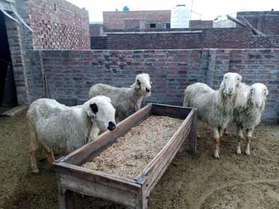 4 sheeps for sale in gujranwala