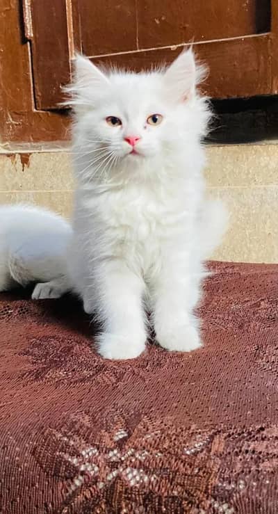 "Pure White Persian Kitten for Sale – 2 Months Old"