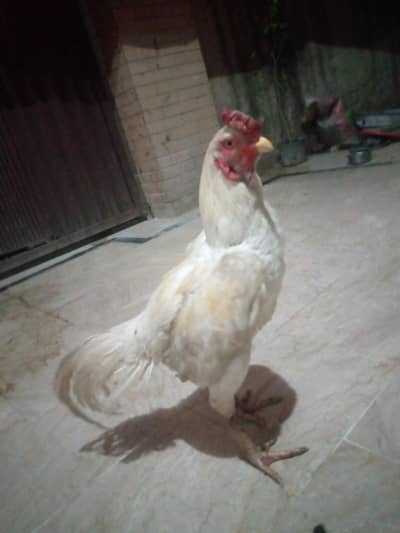 top quality breeder murga white