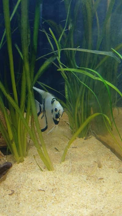BREEDER ANGELFISH PAIRS