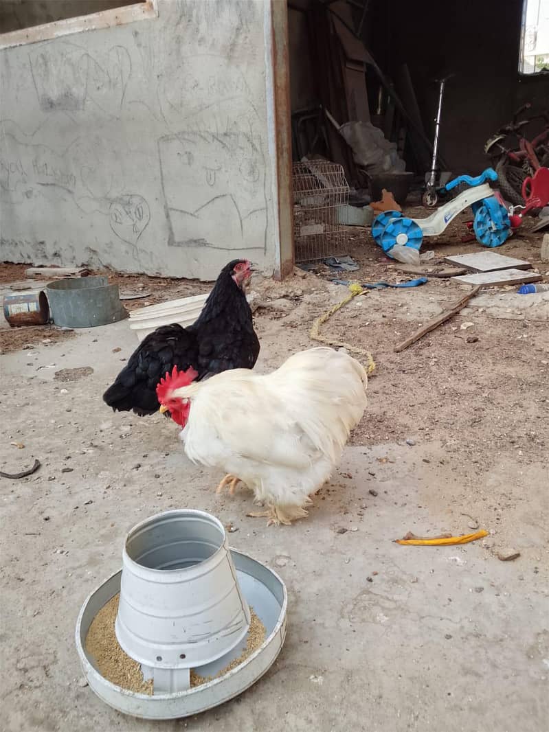 fancy hen top bread 5