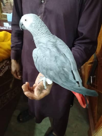 Talking African grey parrot