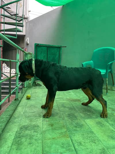 8 month old no pedigree 03475981324