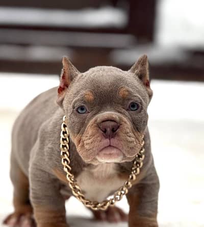 American bully