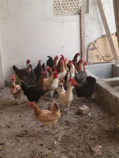 for sale hen golden misry 03436050132
