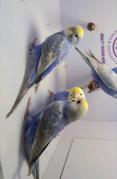 suprem Quality Rainbow Budgies