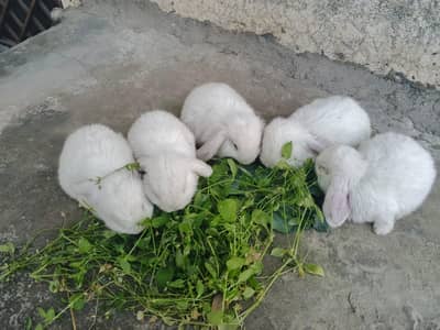 Holland loop rabbit bunny available for sale
