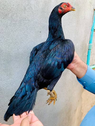 High Quality Aseel madi