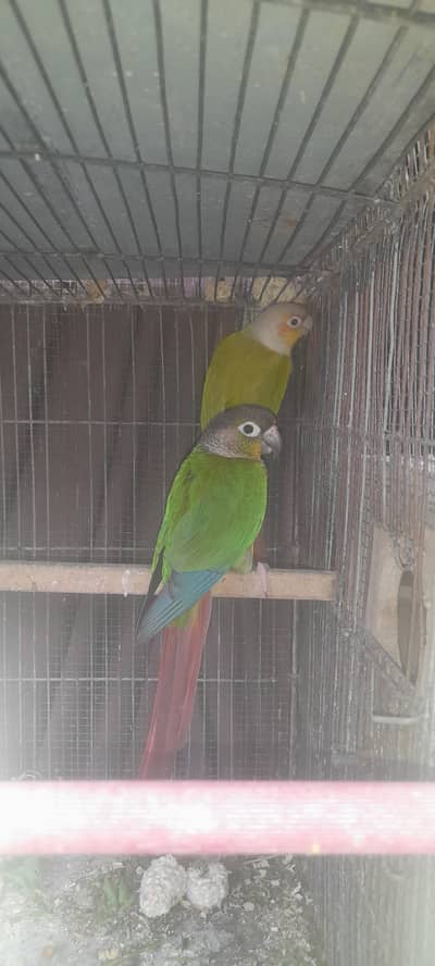 high red factor pineapple,  green chick 03168260955