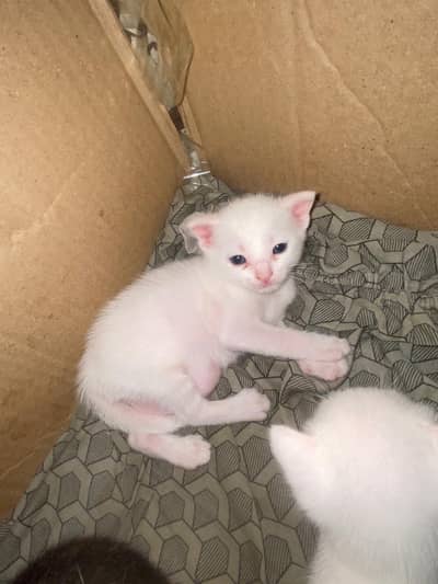 Persian kittens for sale