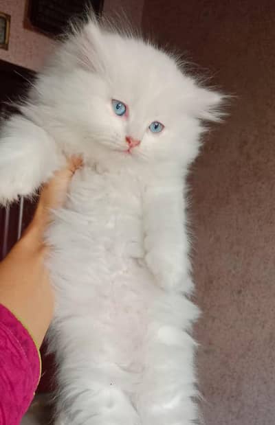 Triple coated kittens  what's app : 0302_6247572