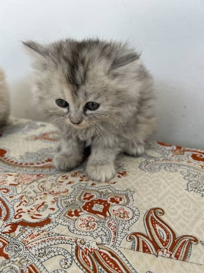 Persian kitten ( Teiple Coat )