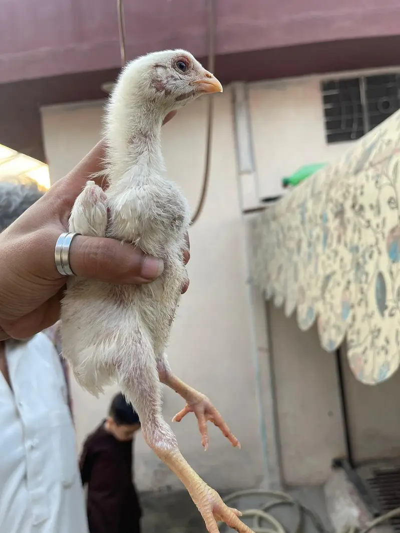 o shamo chicks white — photo 2
