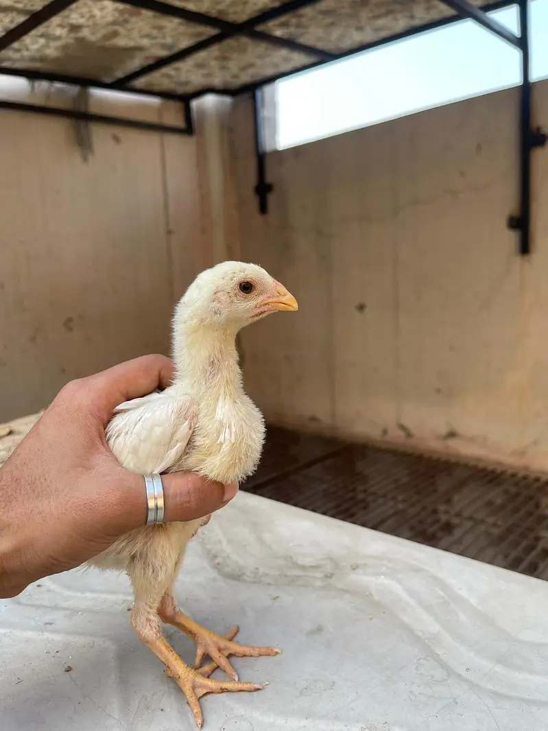 o shamo chicks white — photo 3
