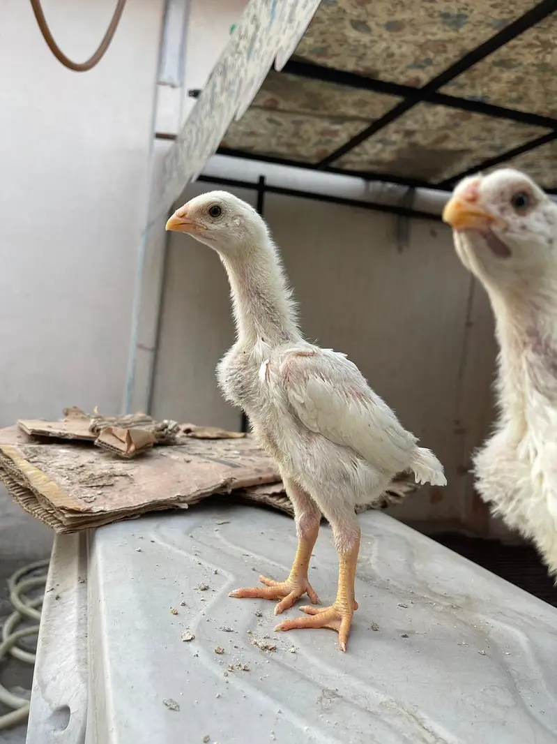 o shamo chicks white — photo 4