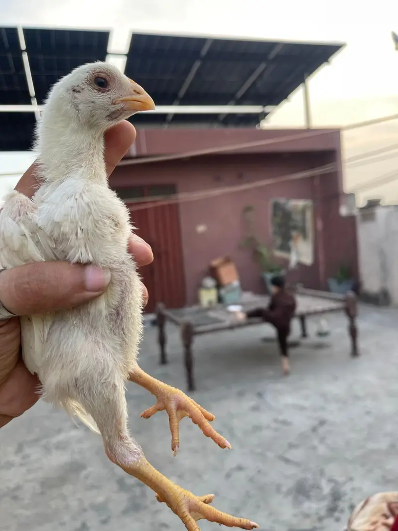 o shamo chicks white — photo 6