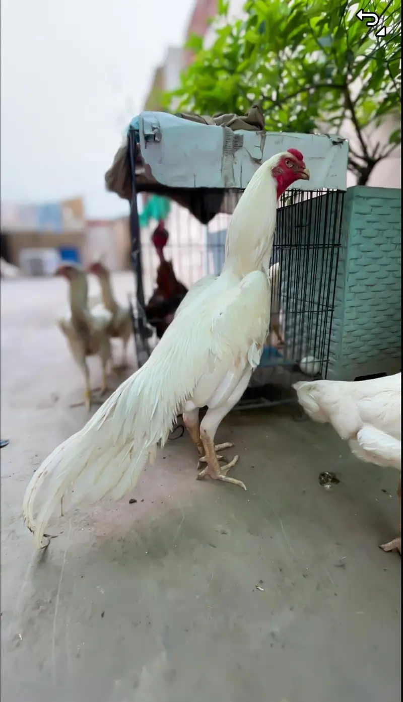 o shamo chicks white — photo 7