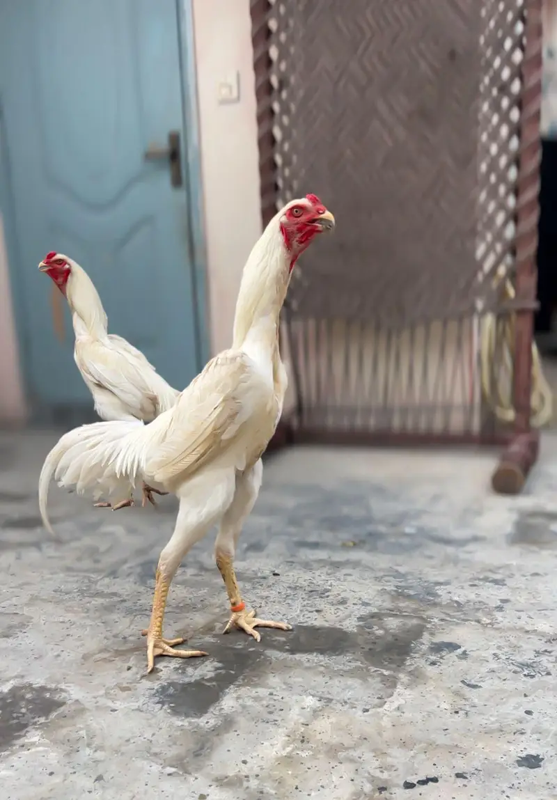 o shamo chicks white — photo 8