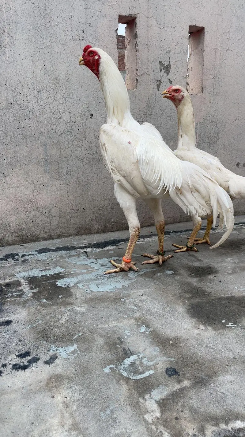 o shamo chicks white — photo 9