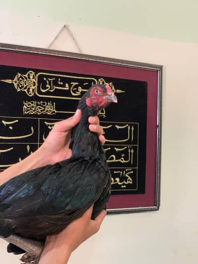 Aseel miawali madi +  desi orignal murghi