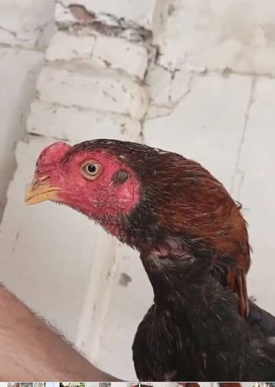 تپنی کمال کی ہے جس نے کرنی ہو وہ ساتھ لیے کے آئے