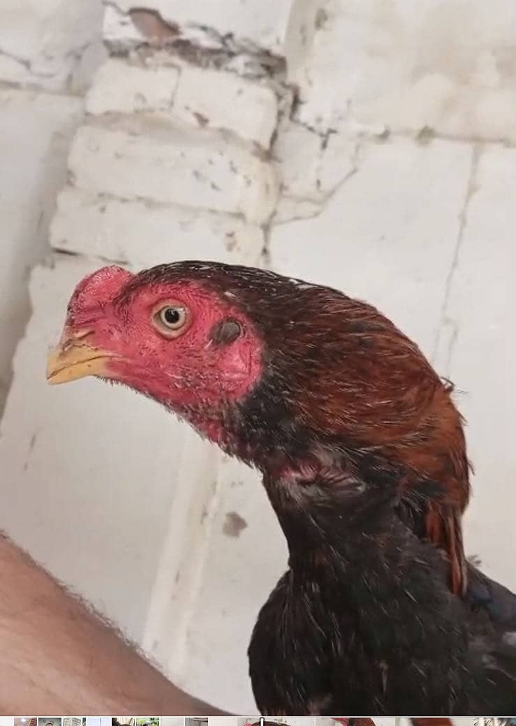 تپنی کمال کی ہے جس نے کرنی ہو وہ ساتھ لیے کے آئے 0