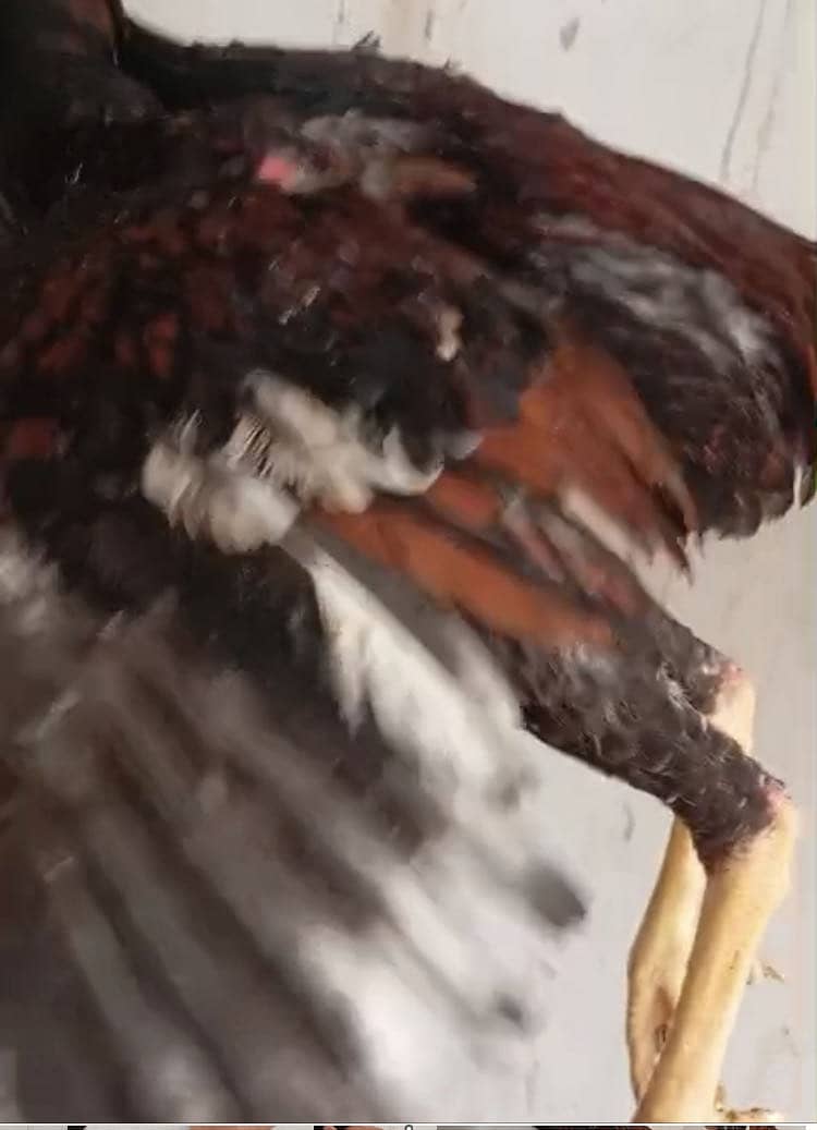 تپنی کمال کی ہے جس نے کرنی ہو وہ ساتھ لیے کے آئے 1